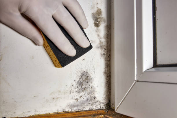 Biohazard Mold Removal in South Brooksville, FL